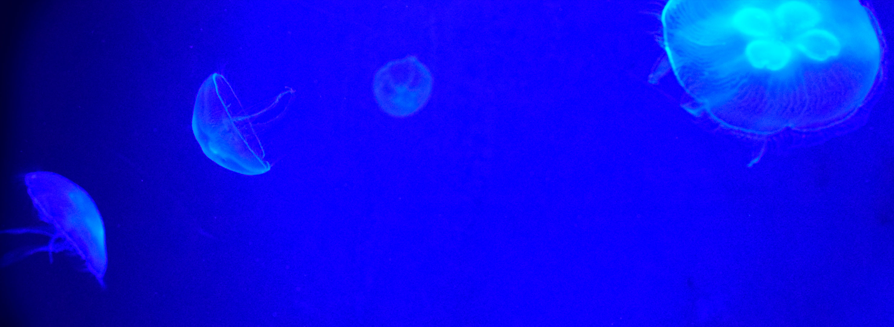 Meduusat sinisyydessä